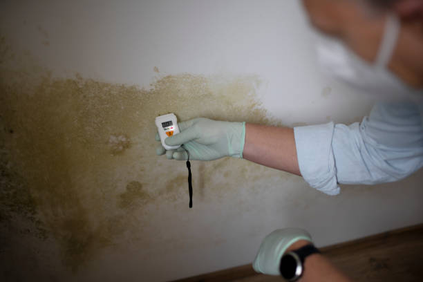 Rocky Point, NC Mold Remediation Company