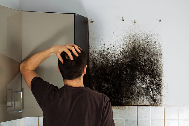 Best Residential Mold Remediation in Rocky Point, NC